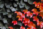 ivy, Fortezza da Basso, Florence, Italy