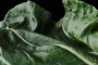 Chinese Cabbage