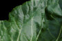 Romaine Lettuce